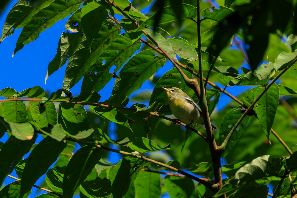 Northern Parula - ML630698576