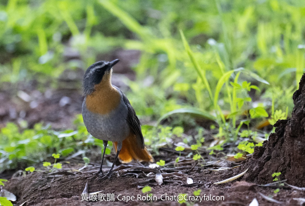 Cape Robin-Chat - ML630698604