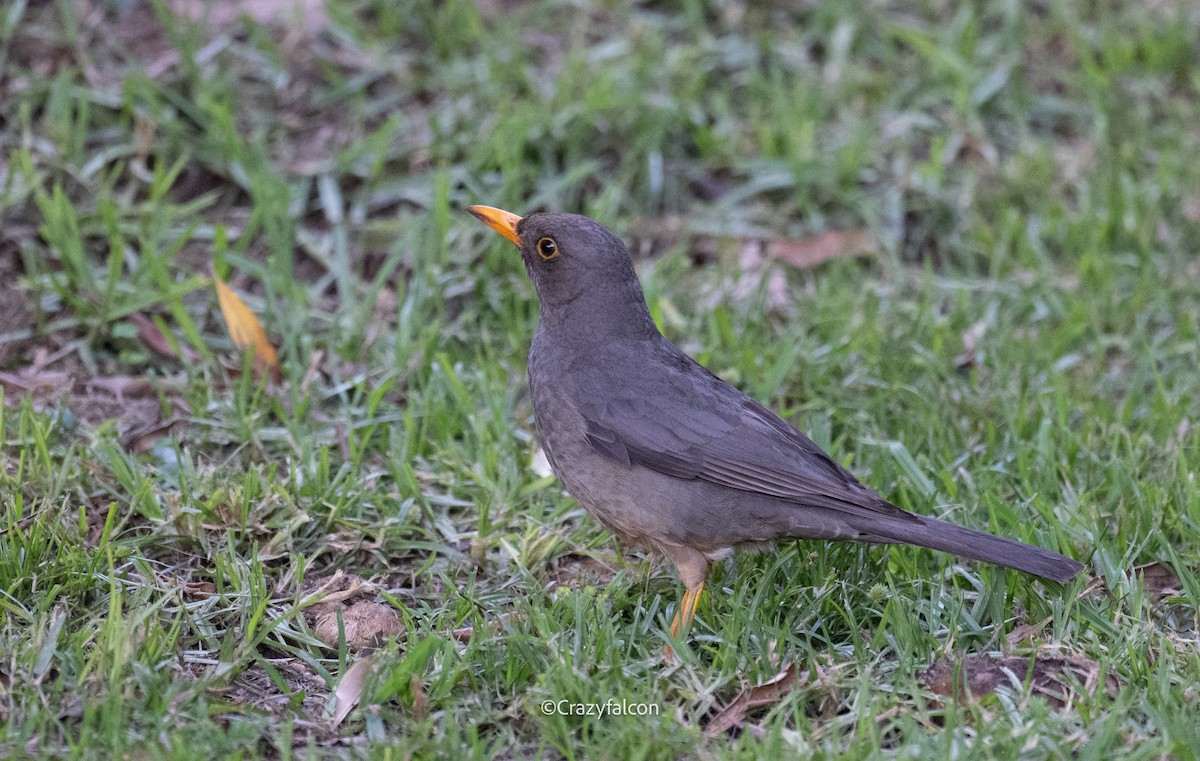 Karoo Thrush - ML630698639