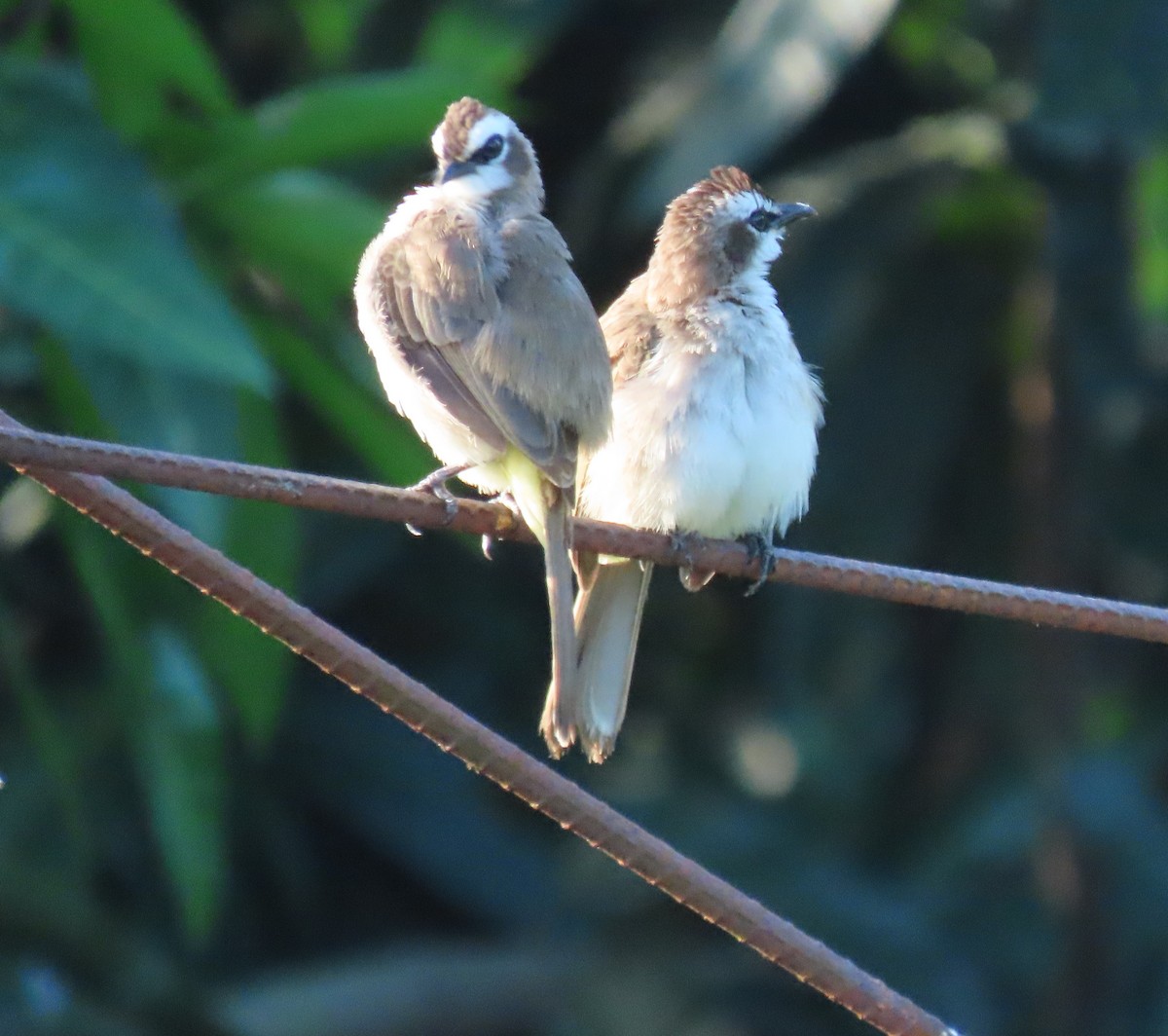 Yellow-vented Bulbul - ML630698646