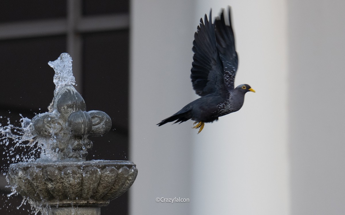 Rameron Pigeon - ML630698659