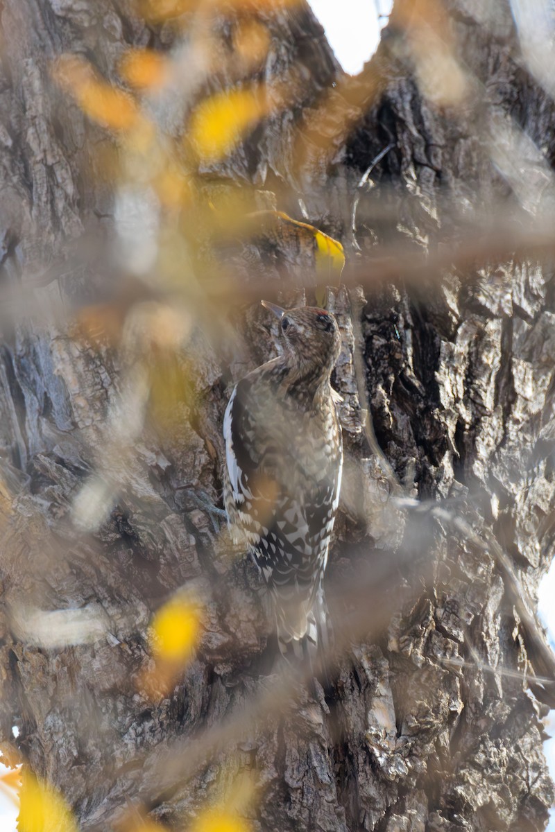 Yellow-bellied Sapsucker - ML630698670