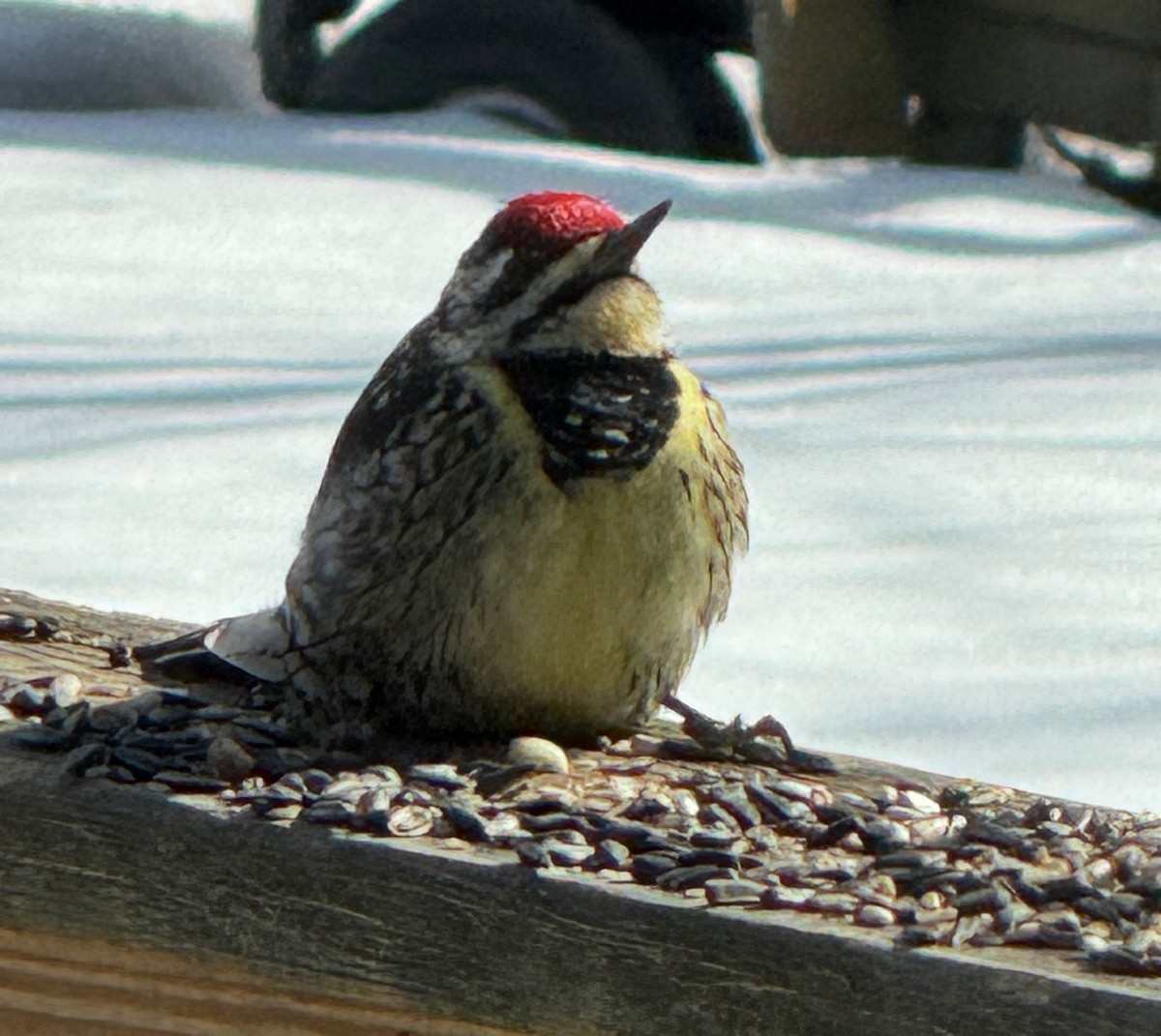 Pic maculé - ML630699022