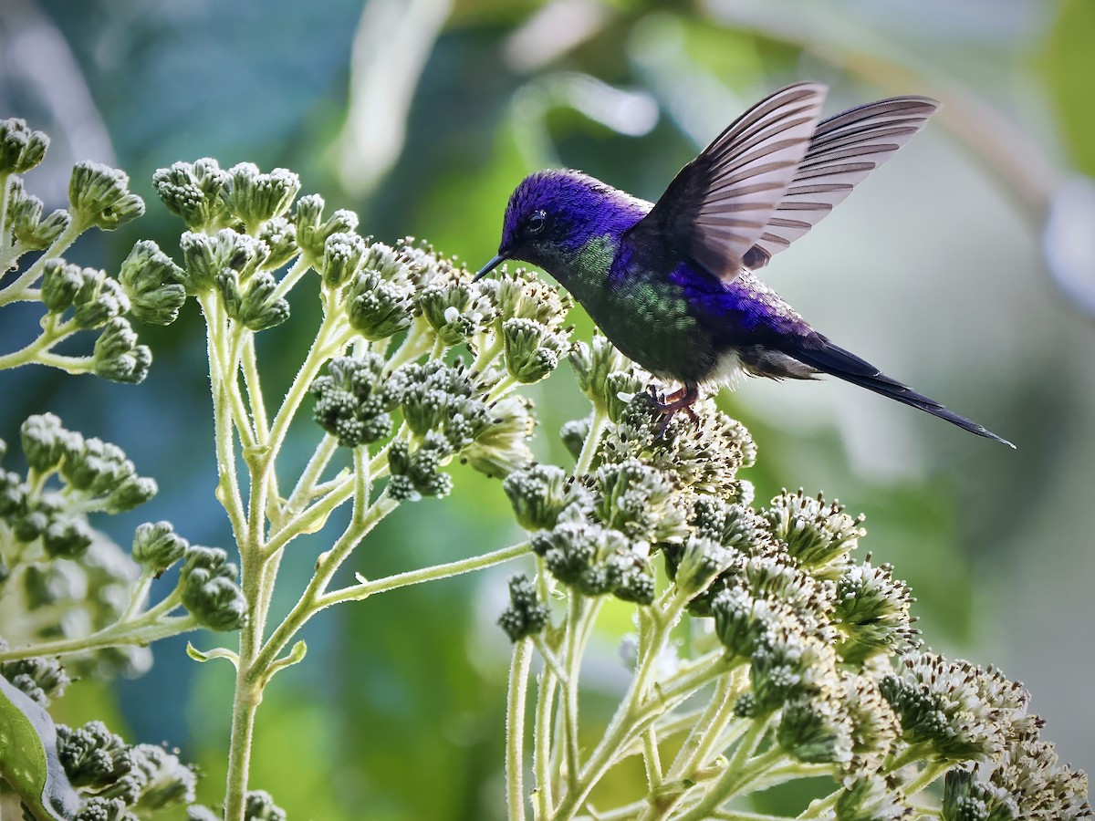 Purple-backed Thornbill - Gabriel Willow