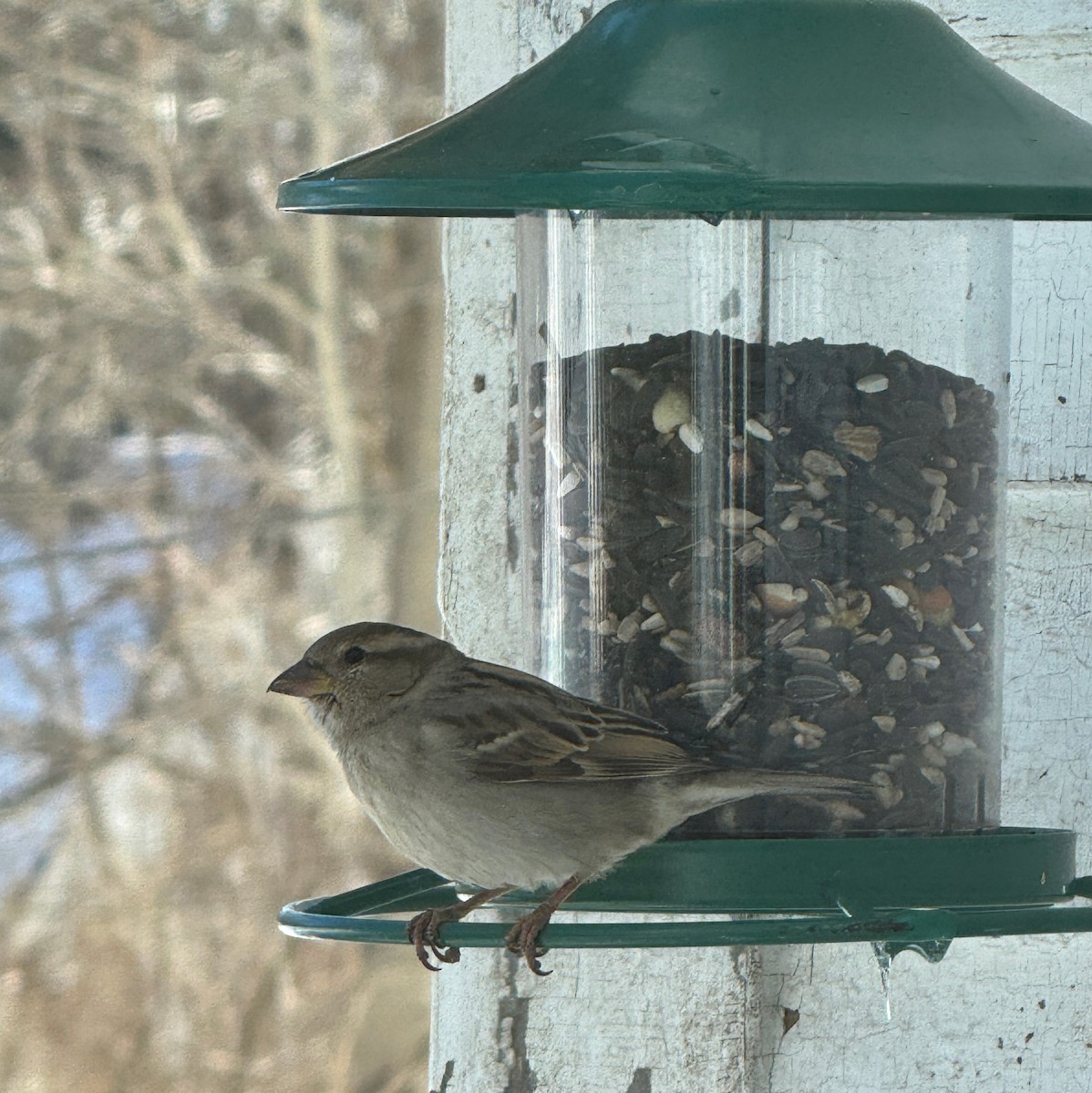 Moineau domestique - ML630699228