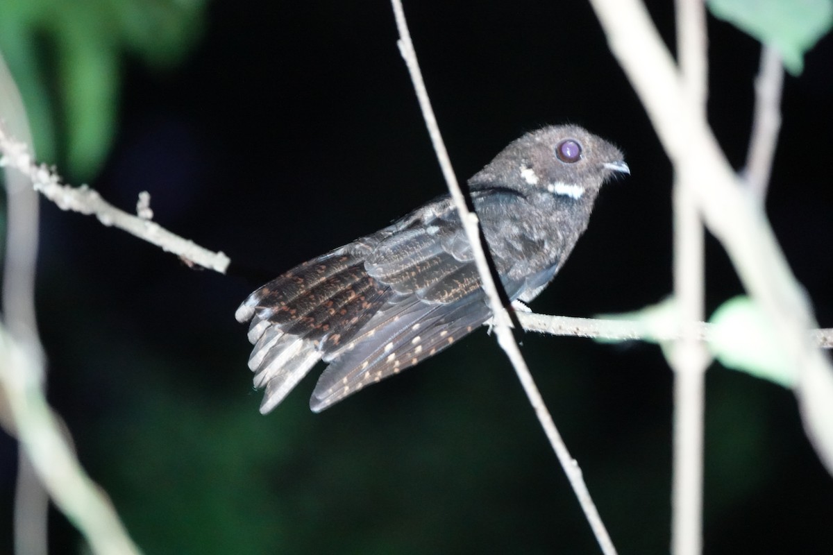 brunnattravn - ML630699256