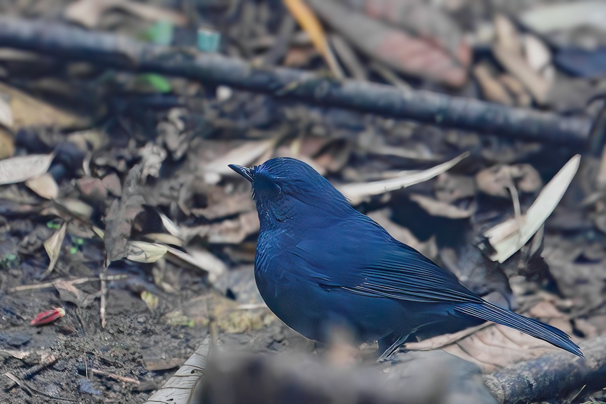Blue-fronted Robin - ML630699573