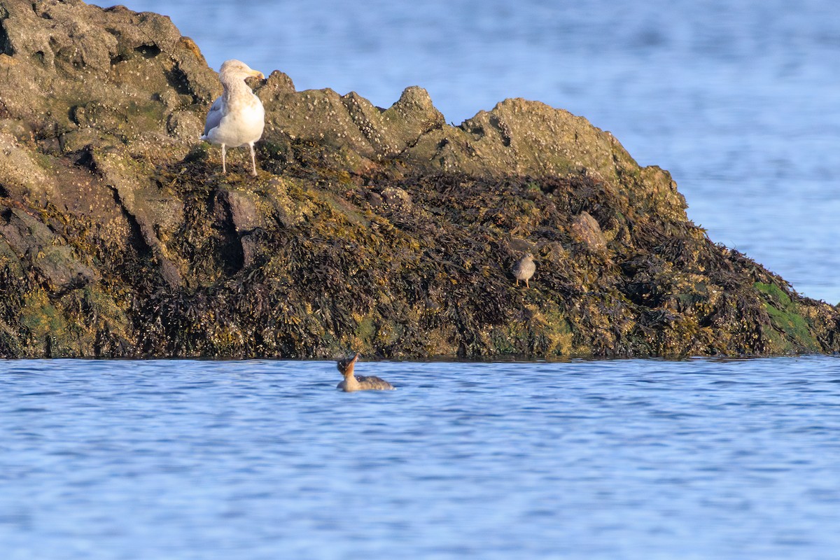 Purple Sandpiper - ML630699682