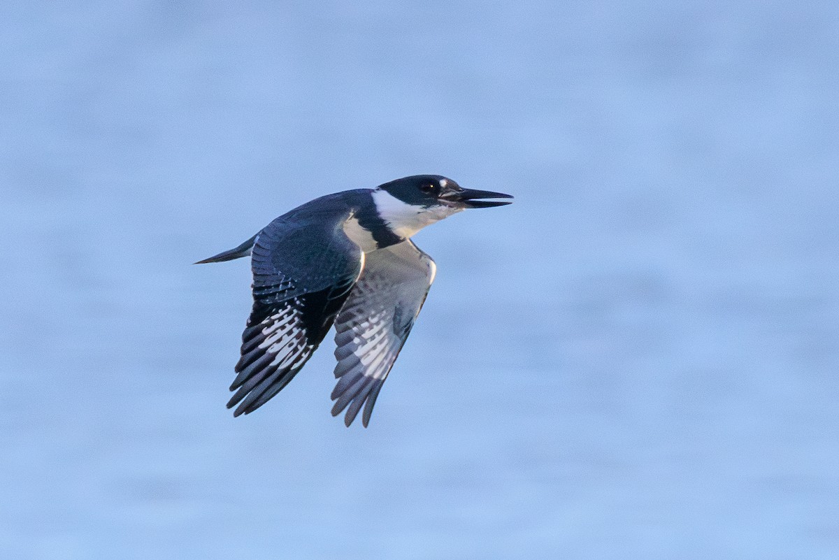 Belted Kingfisher - ML630699694