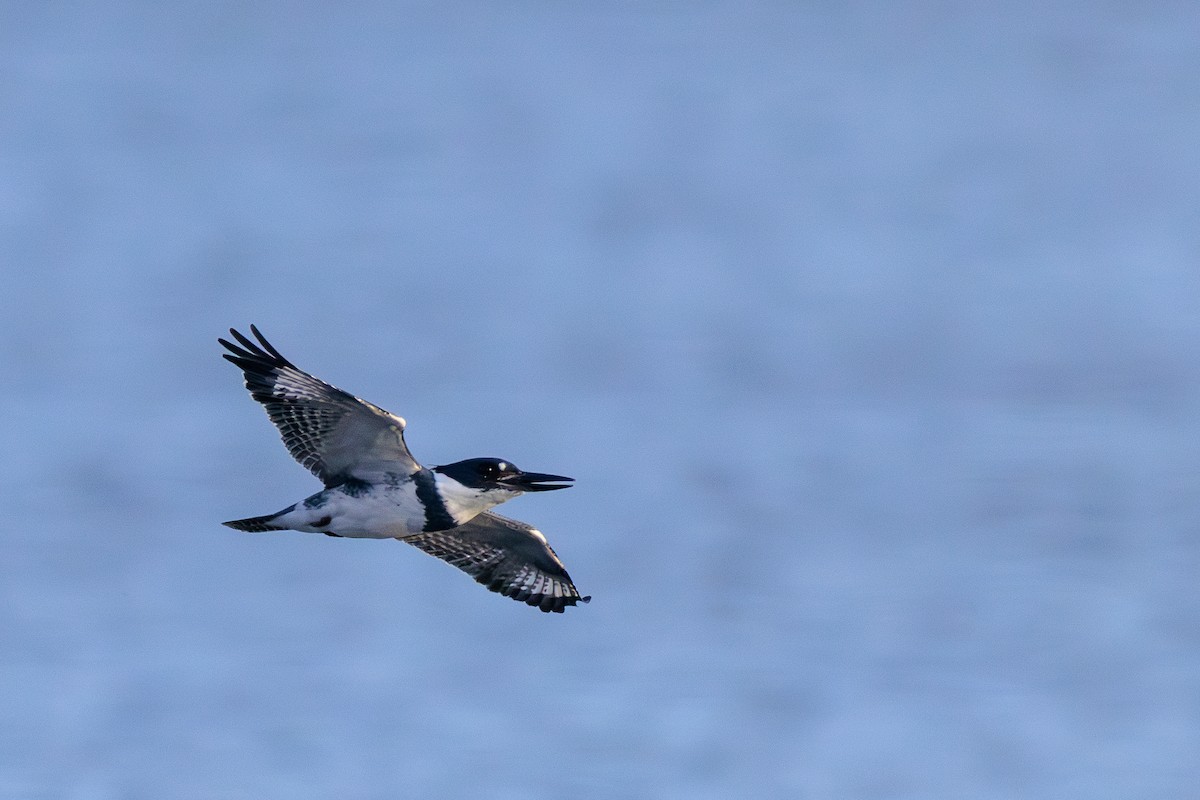 Belted Kingfisher - ML630699695
