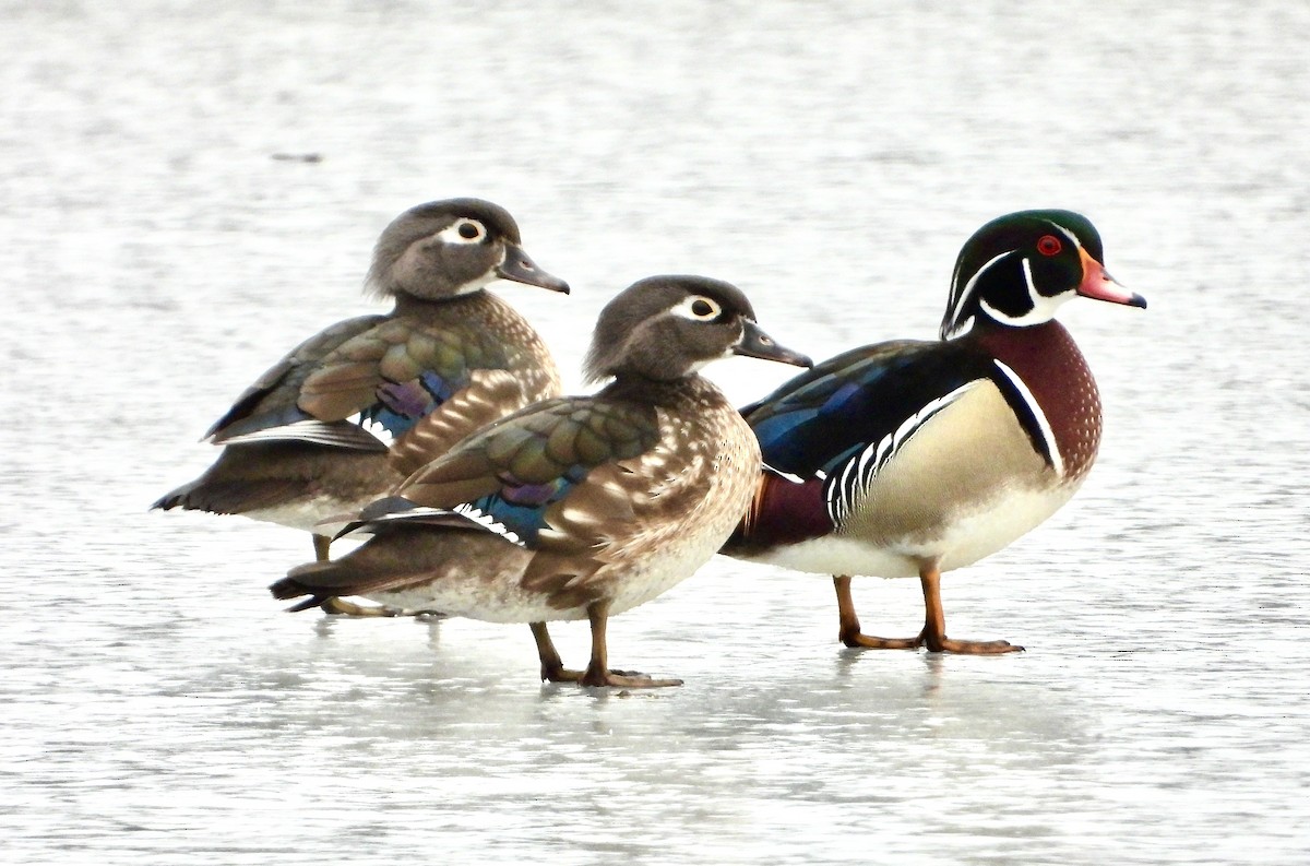 Wood Duck - ML630699791