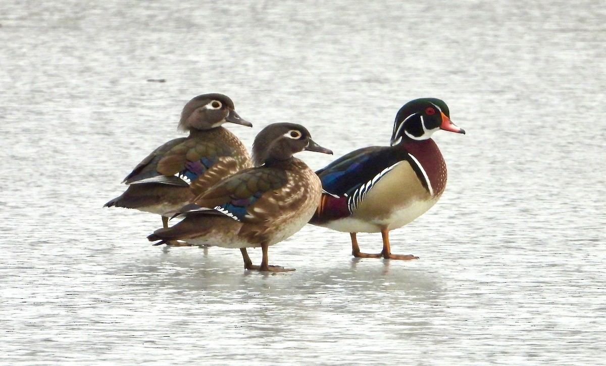 Wood Duck - ML630699792