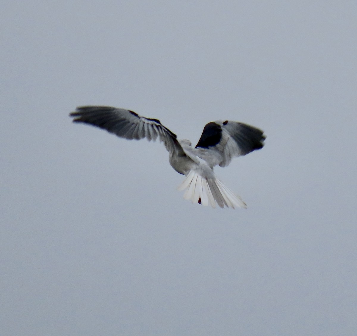 hvitstjertglente - ML630699801