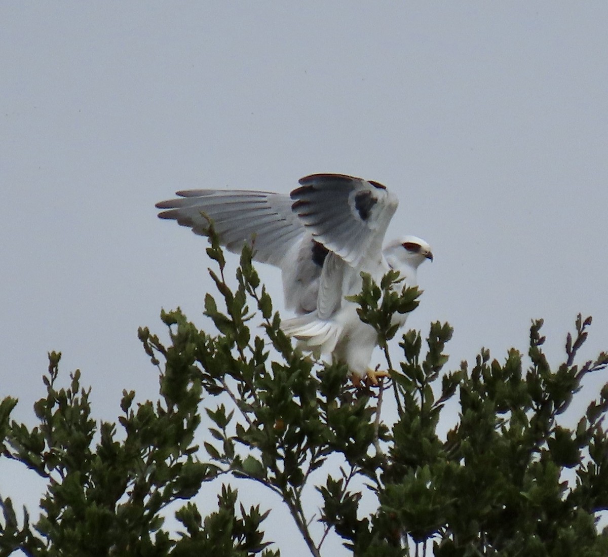 hvitstjertglente - ML630699827