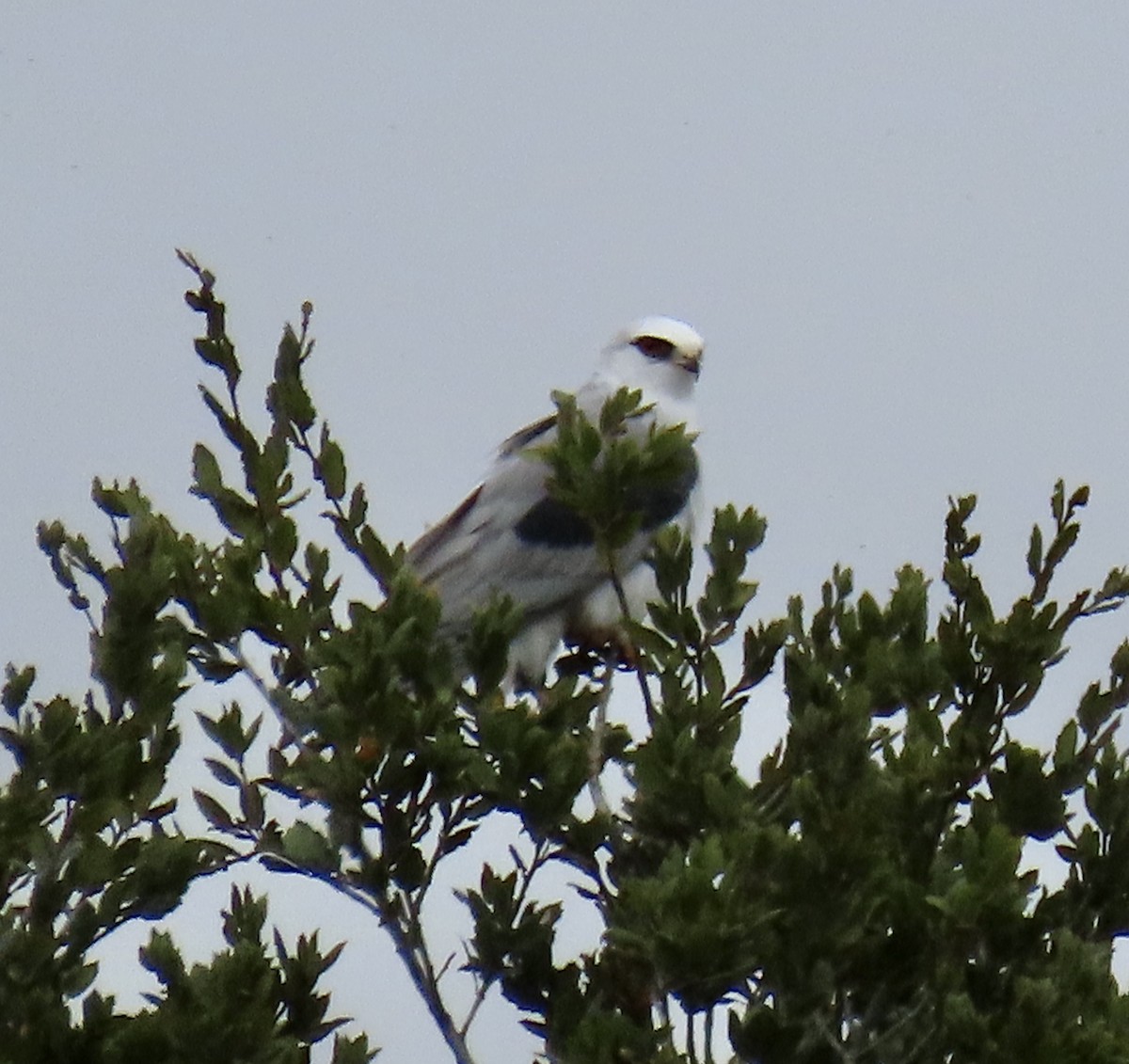 hvitstjertglente - ML630699828