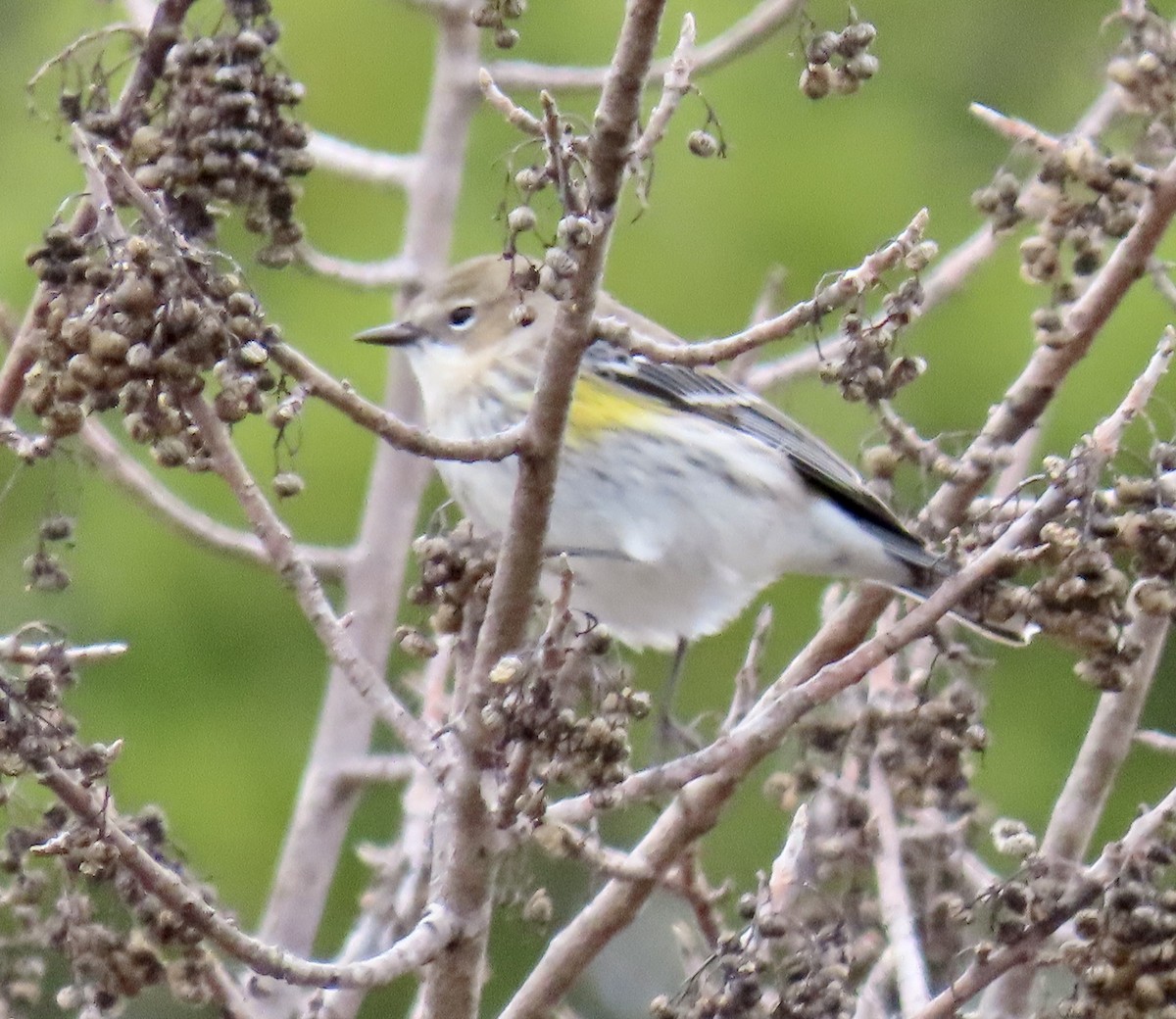 myrteparula - ML630699856