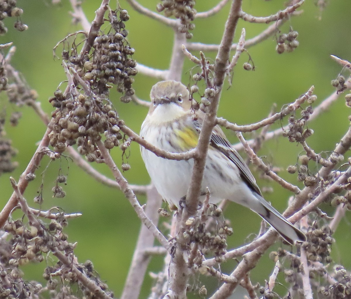 myrteparula - ML630699857