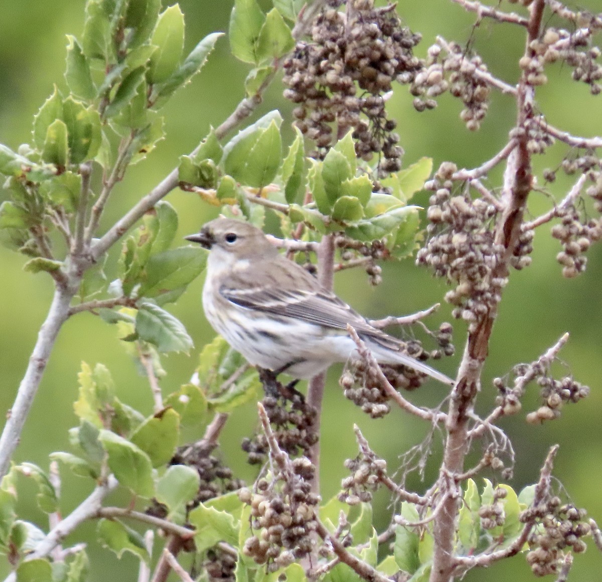 myrteparula - ML630699858