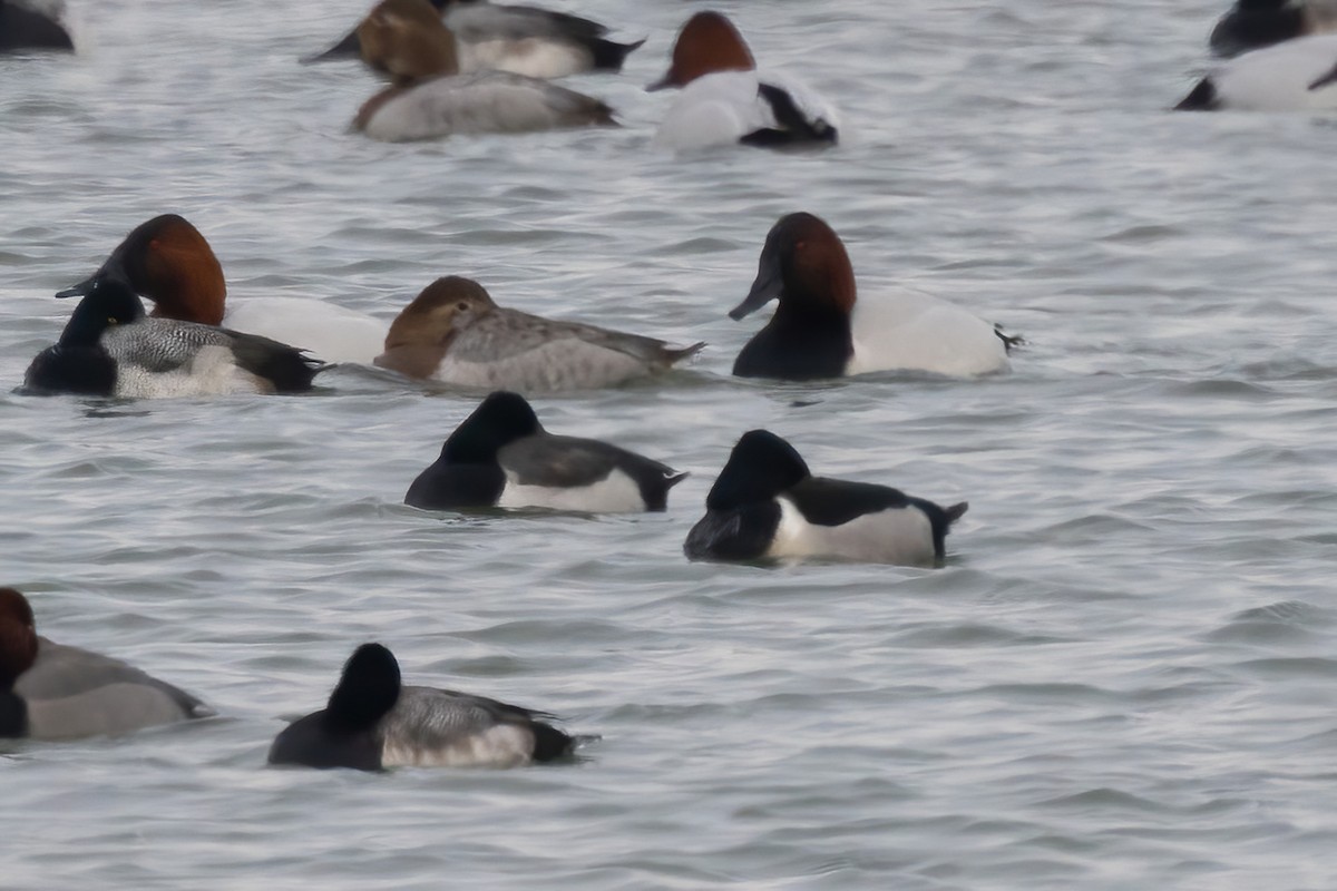 Ring-necked Duck x Greater Scaup (hybrid) - ML630699871