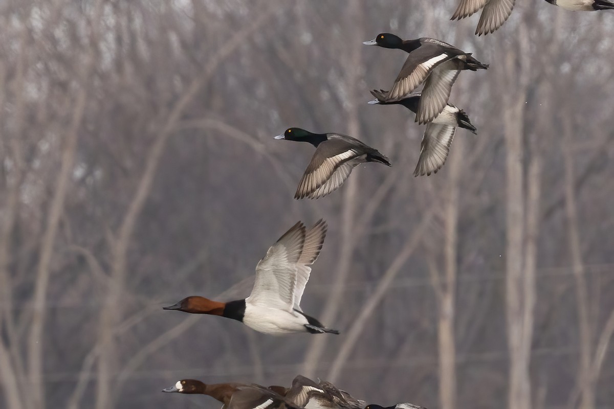 Ring-necked Duck x Greater Scaup (hybrid) - ML630699925