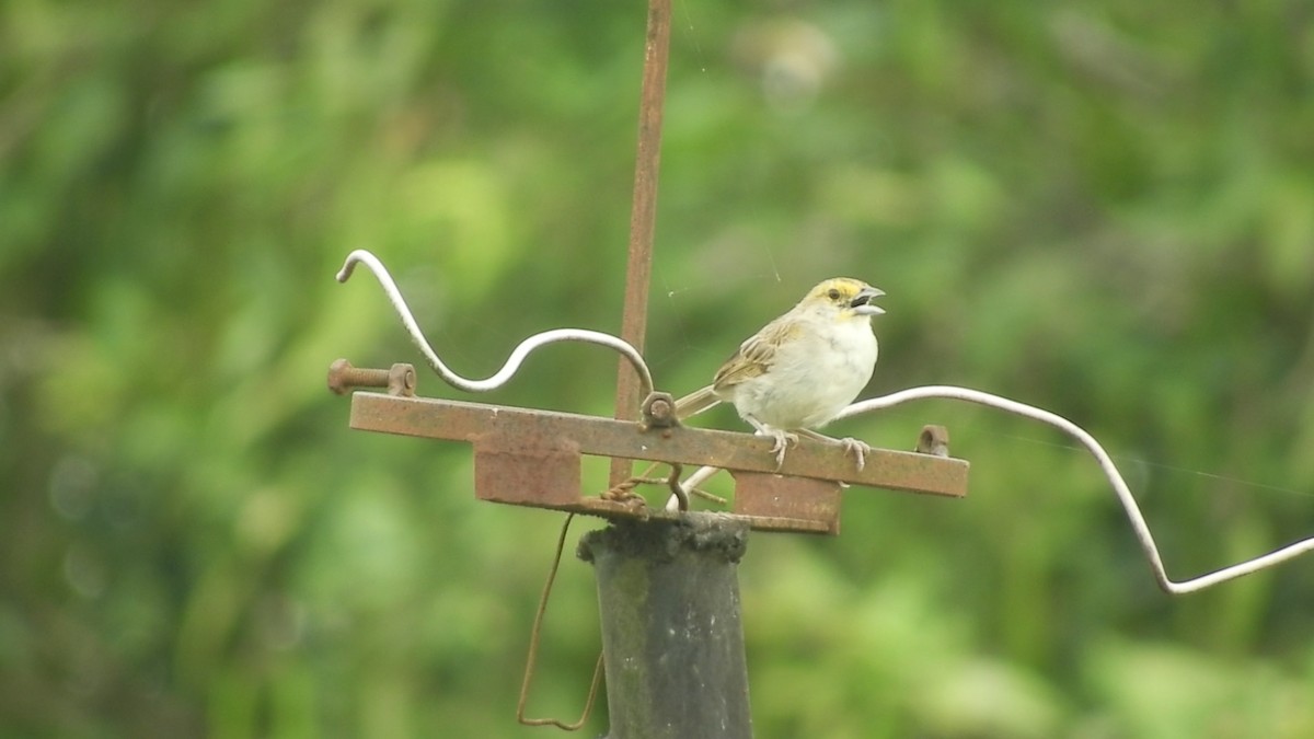 Желтощёкая овсянка-барсучок - ML630699966