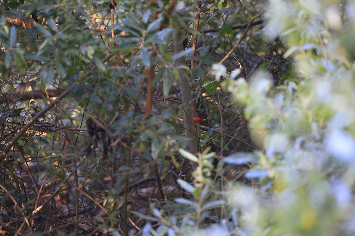 Slate-throated Redstart - ML630700047