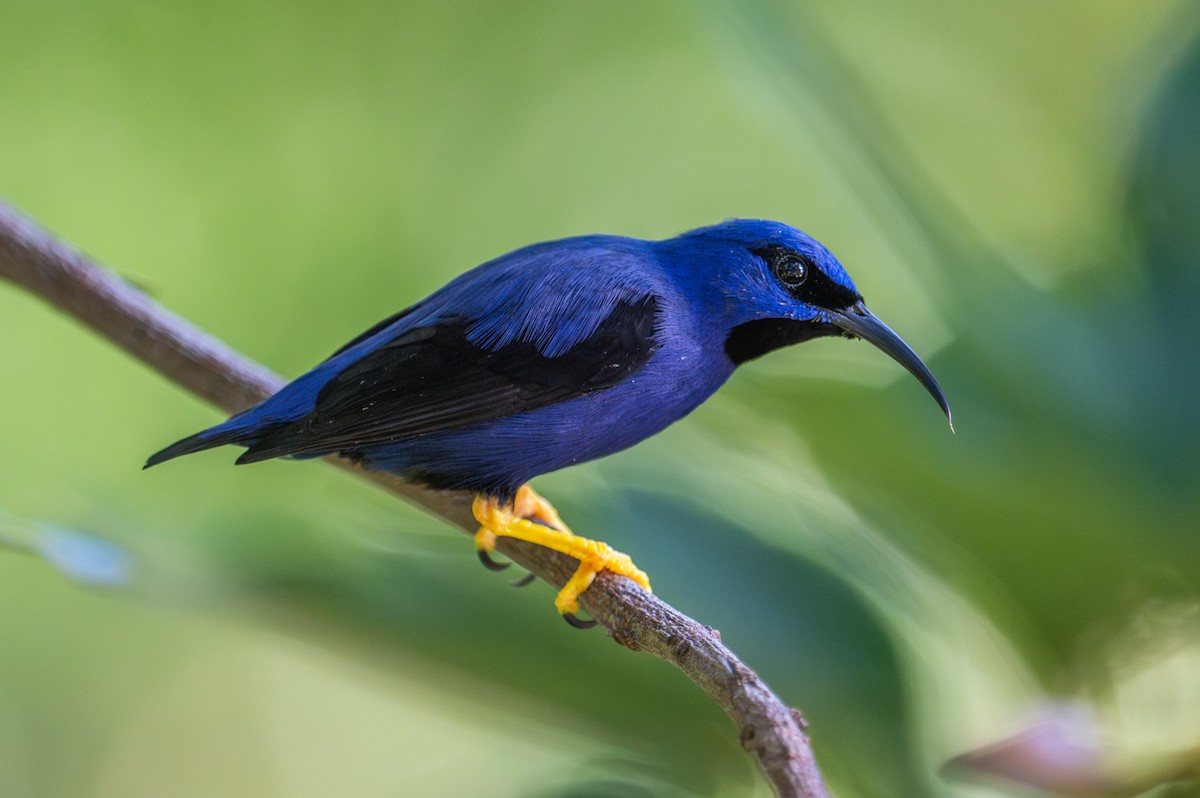 Purple Honeycreeper - ML630700075