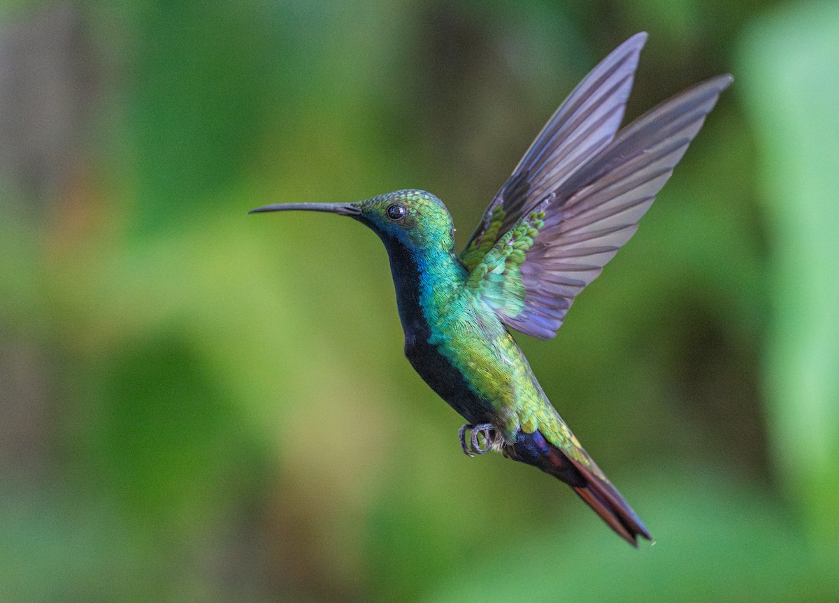 Black-throated Mango - ML630700145