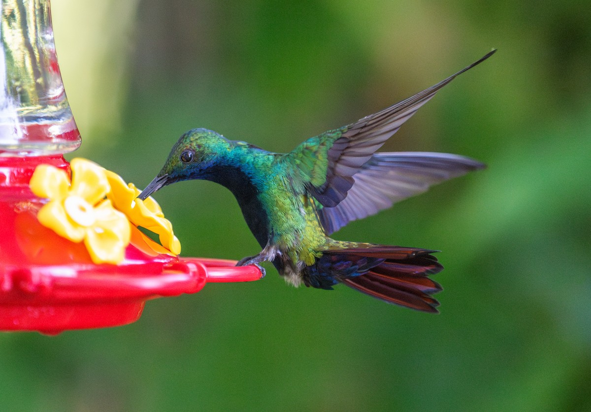 Black-throated Mango - ML630700148