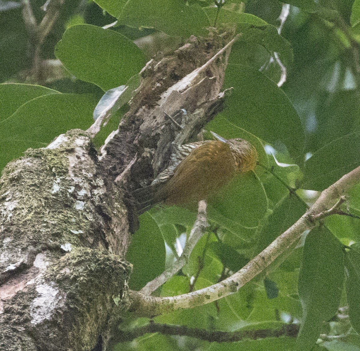 Golden-collared Woodpecker - ML630700431