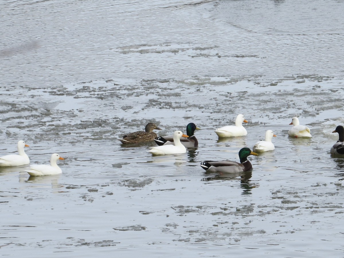Mallard (Domestic type) - ML630700563