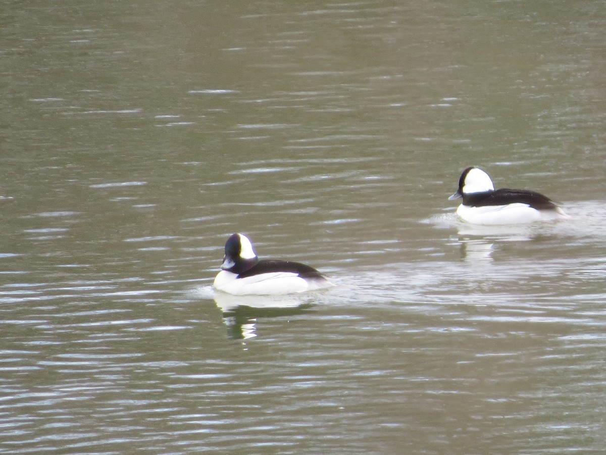 Bufflehead - ML630700564