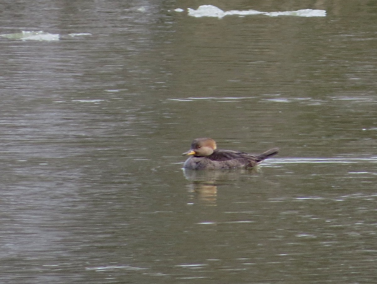 Hooded Merganser - ML630700569