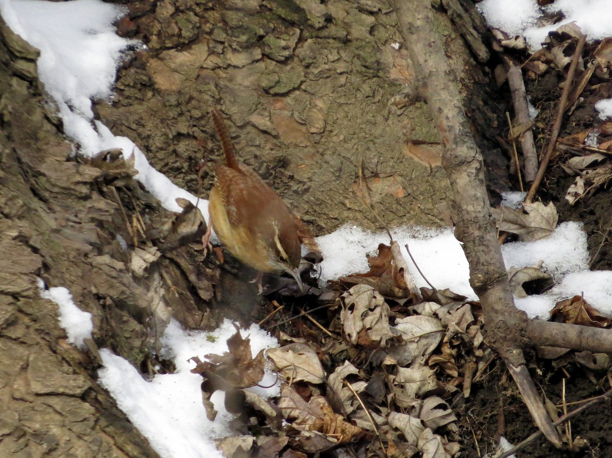 Carolina Wren - ML630700574