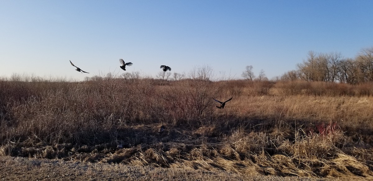 Wild Turkey - ML630700590