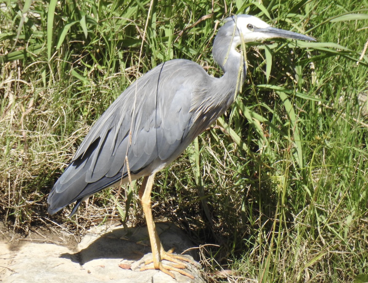 White-faced Heron - ML630700770