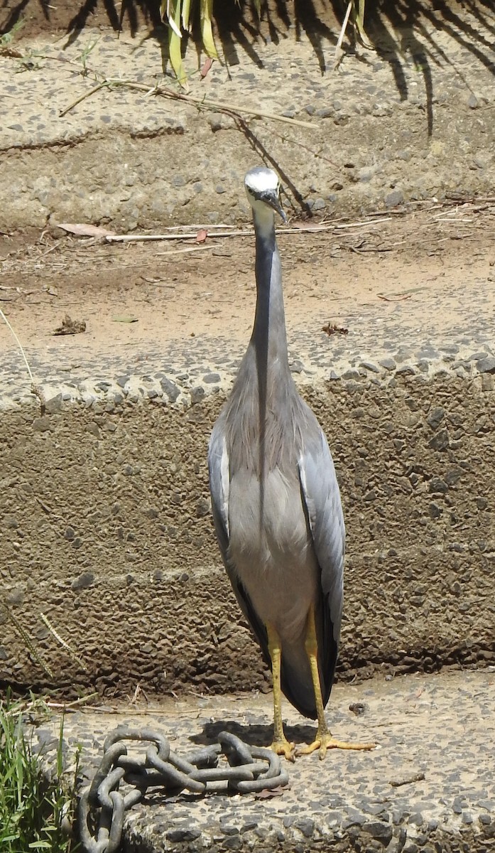 White-faced Heron - ML630700775