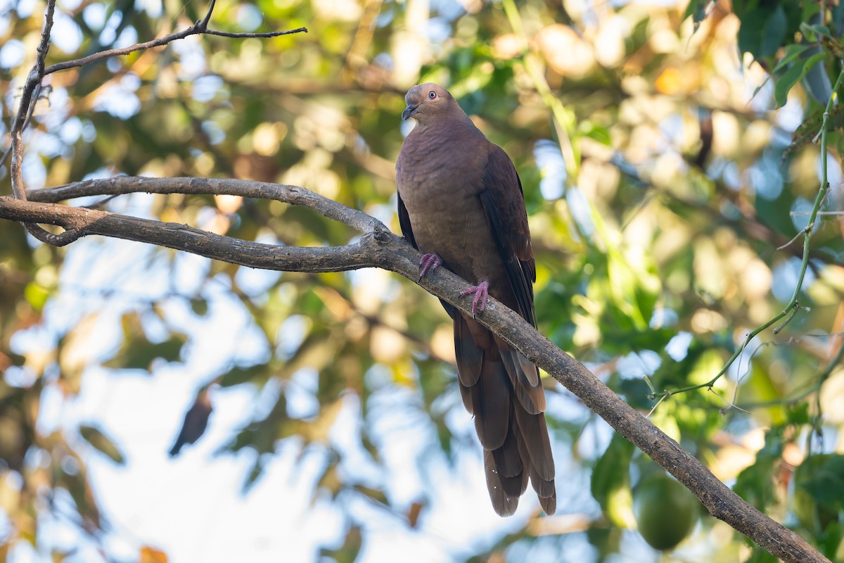 Brown Cuckoo-Dove - ML630700781