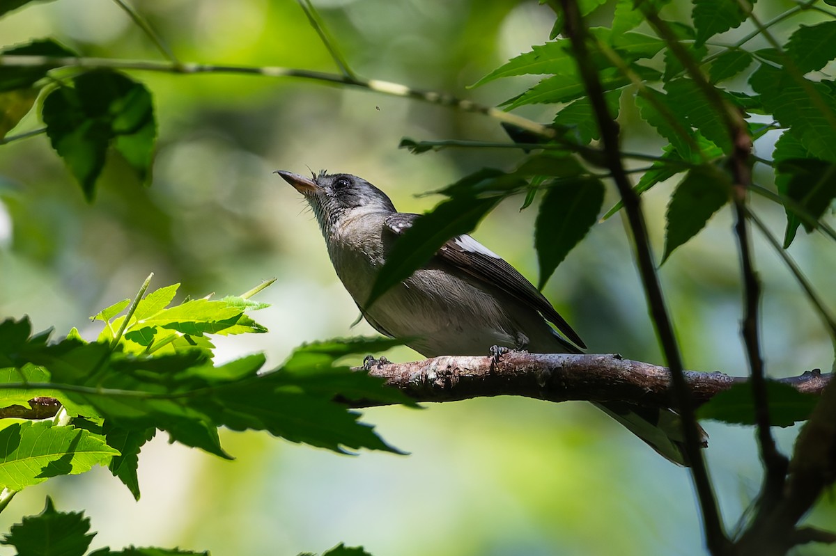 White-eared Monarch - ML630700831
