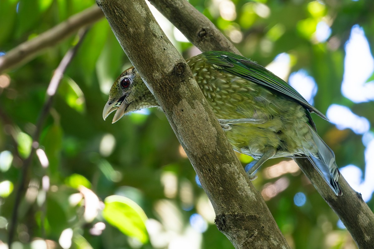Green Catbird - ML630700836