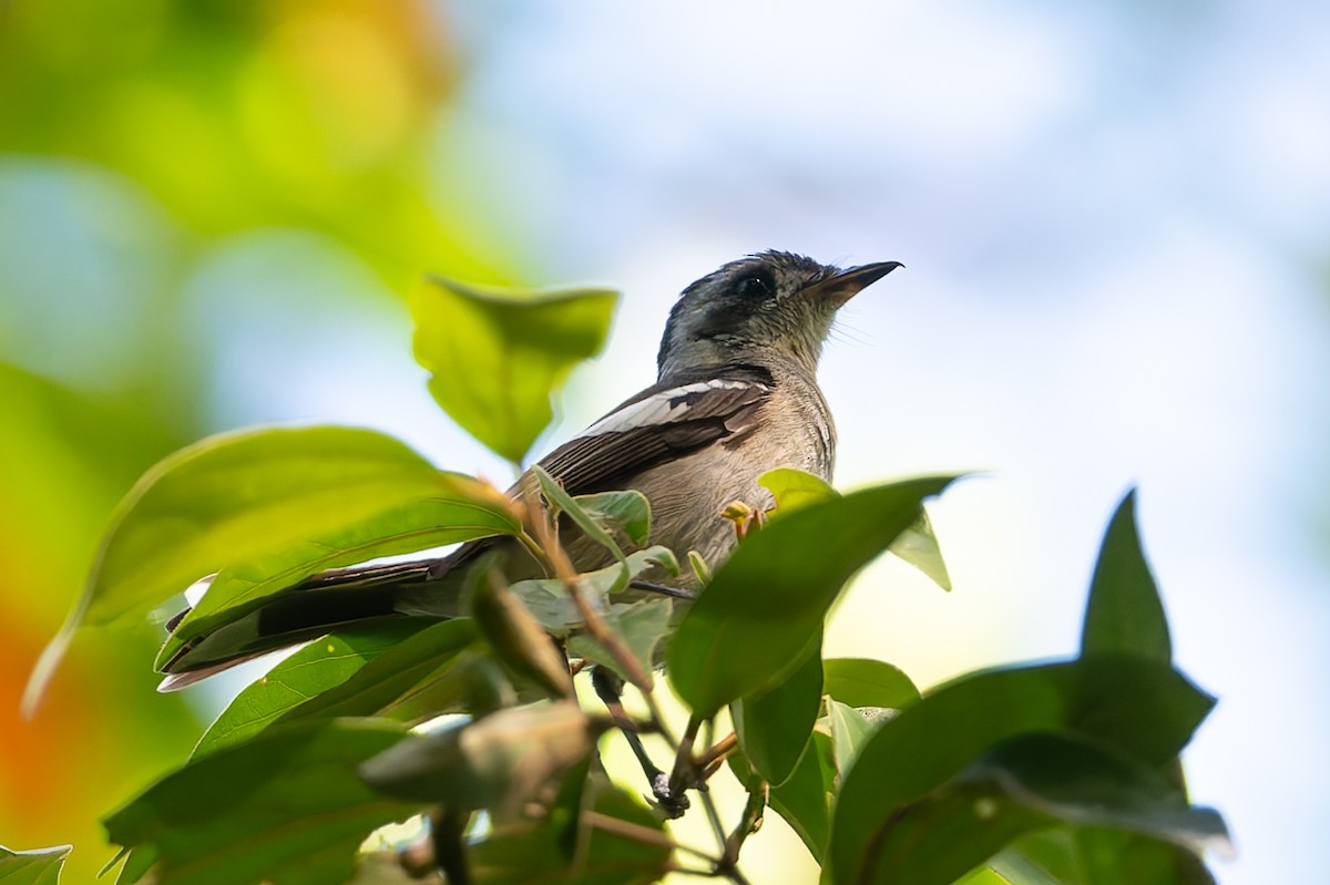 White-eared Monarch - ML630700838