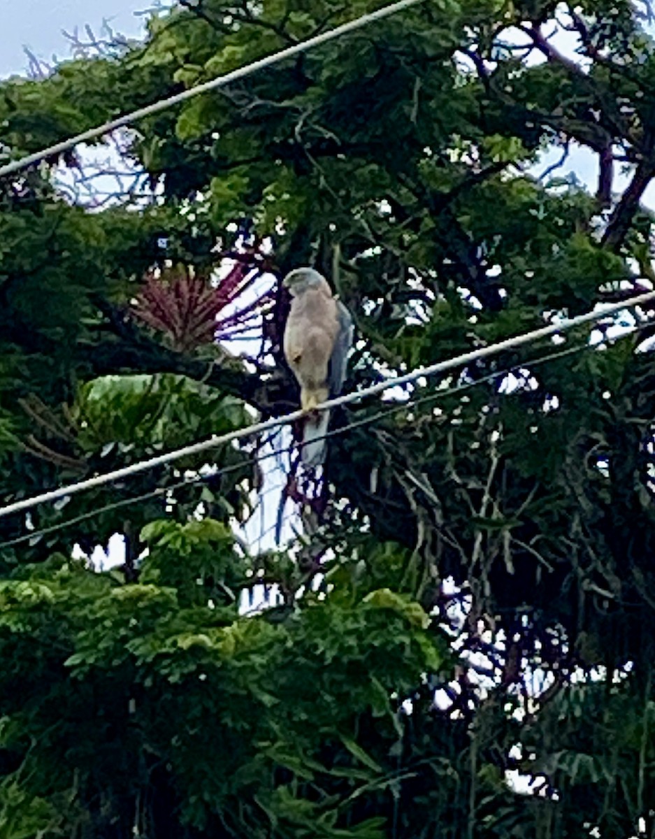 Fiji Goshawk - ML630700841
