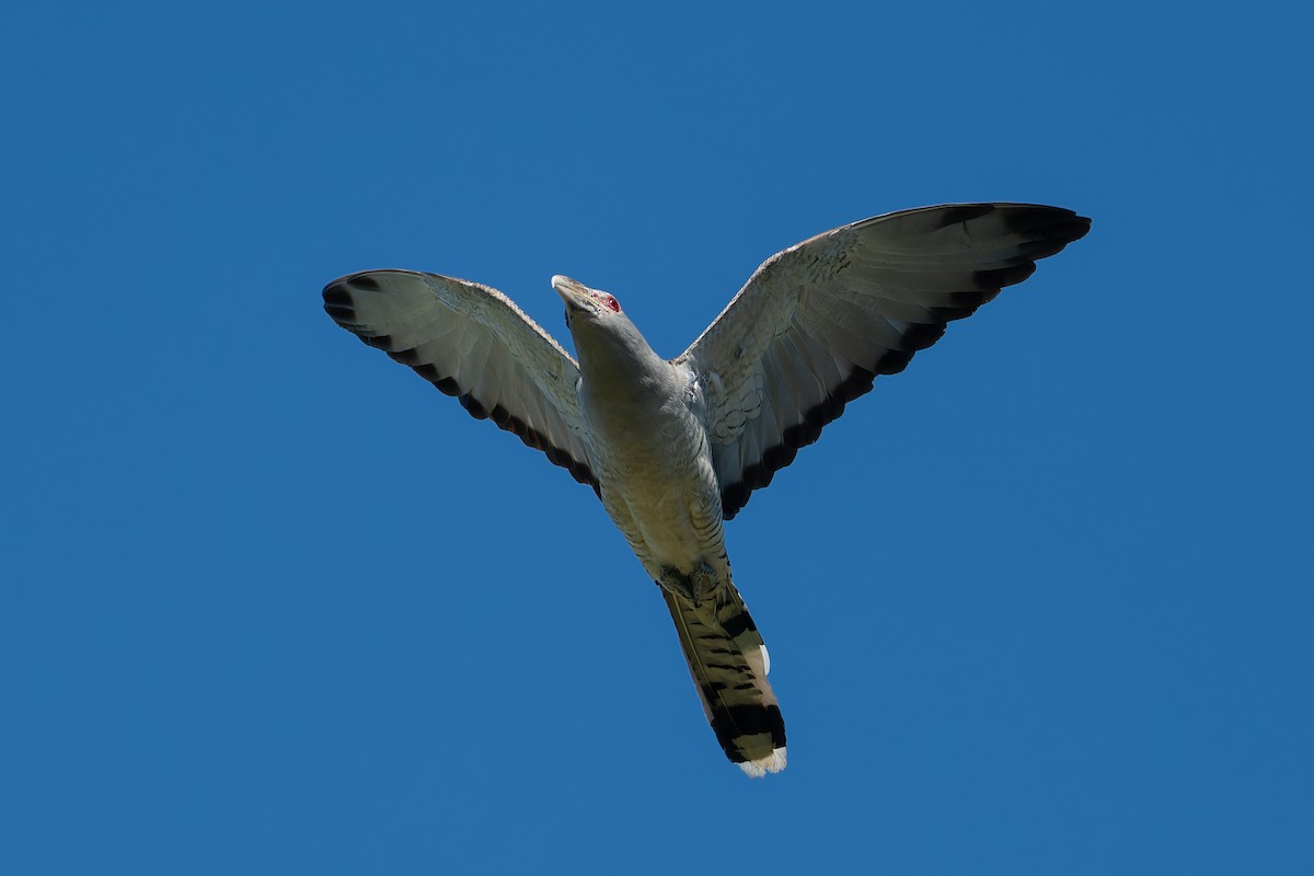 Channel-billed Cuckoo - ML630700842