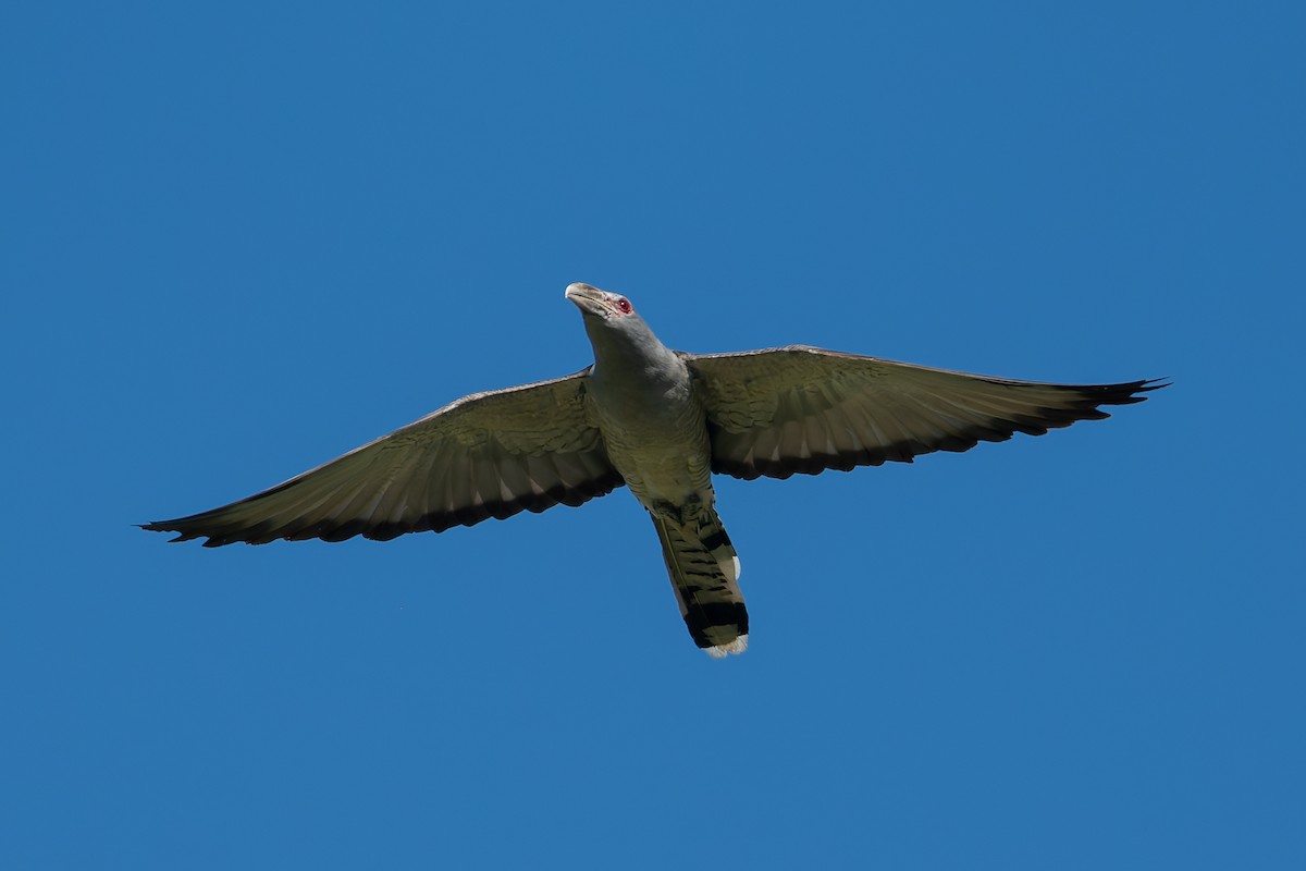 Channel-billed Cuckoo - ML630700845