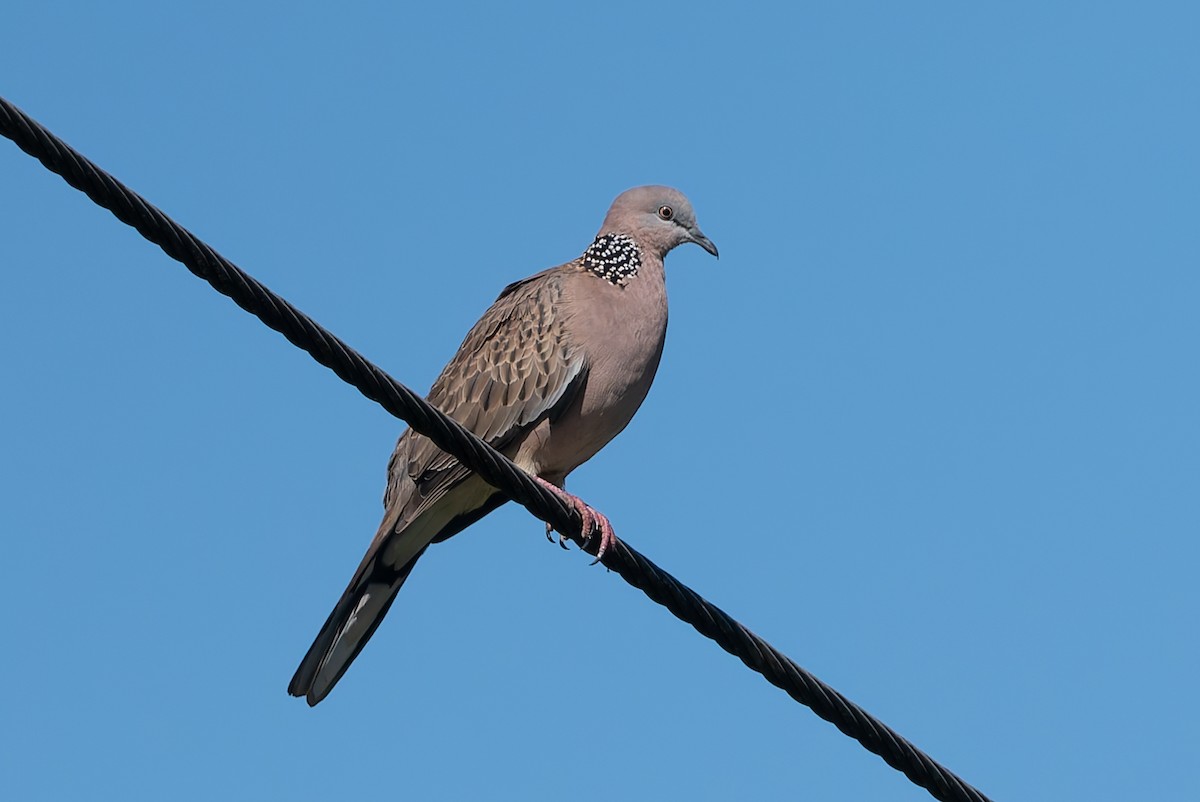 Spotted Dove - ML630700848