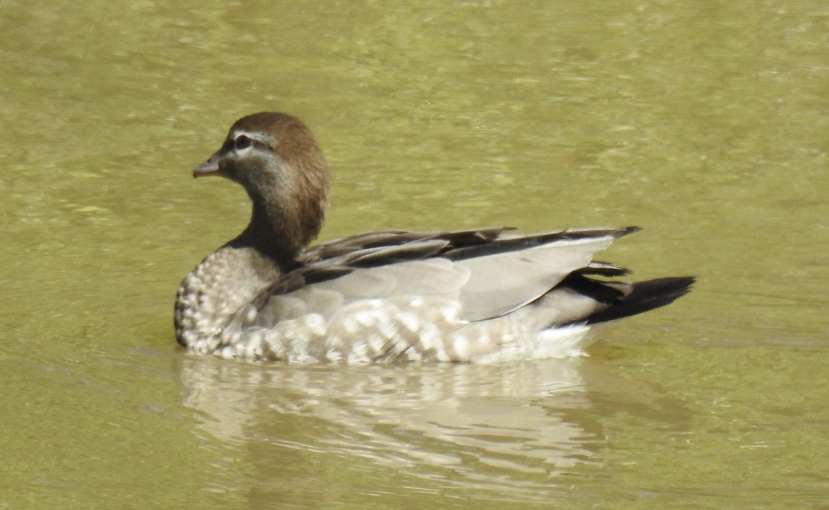 Maned Duck - ML630700858