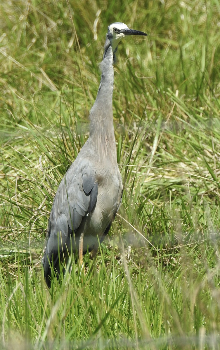White-faced Heron - ML630700883
