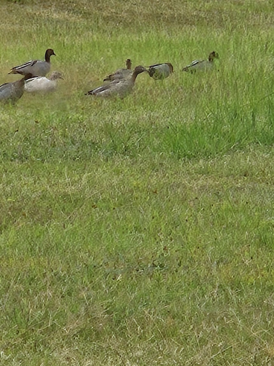 Maned Duck - ML630700981