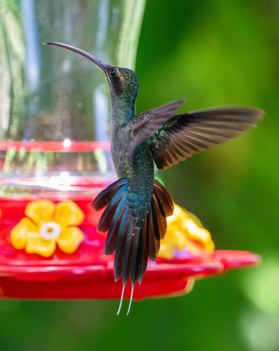 Green Hermit - ML630701007