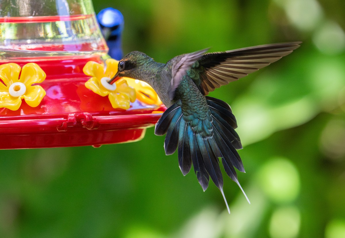 Green Hermit - ML630701008